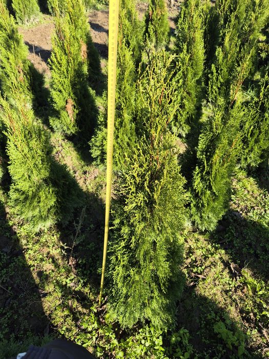 Tuia smaragd 70-150 cm