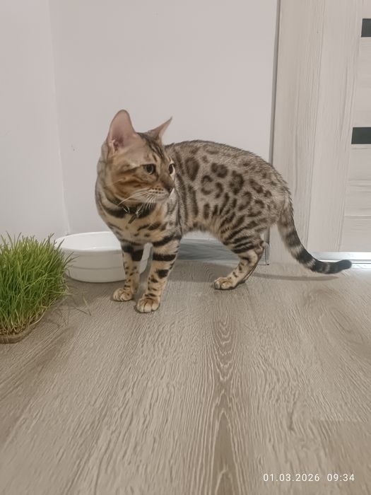 Bengal srochna sotiladi