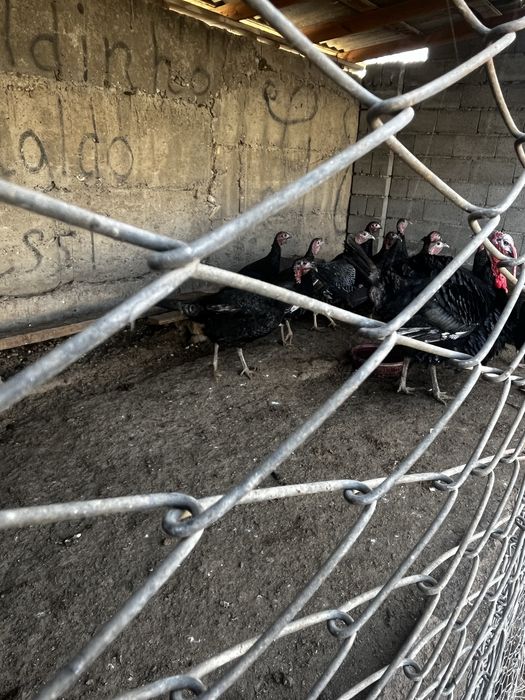 Индюки и индюшки