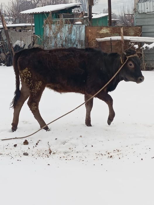 Продам тёлочку стоит на откорме