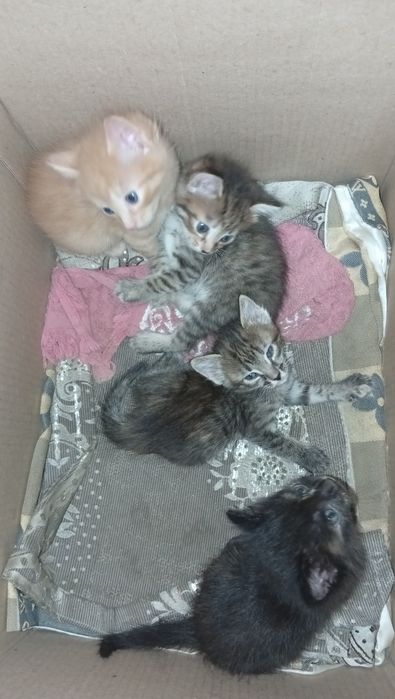 Котята в добрые руки