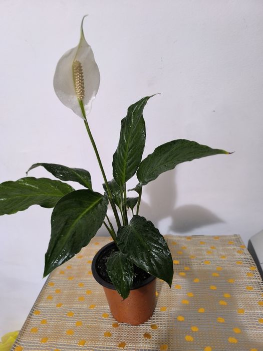 Комнатные красивые цветы.