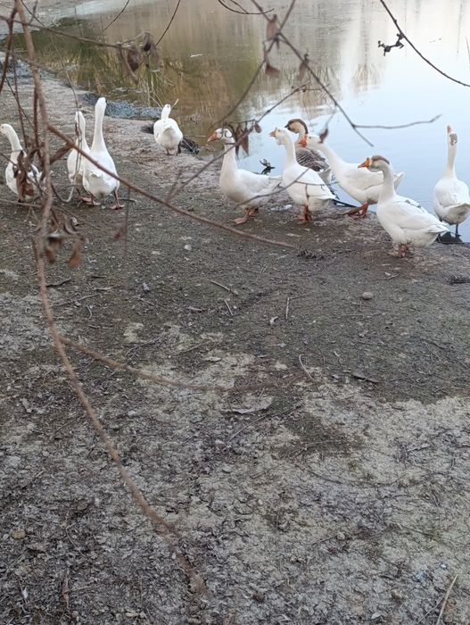 Инкубационные яйца домашних гусей