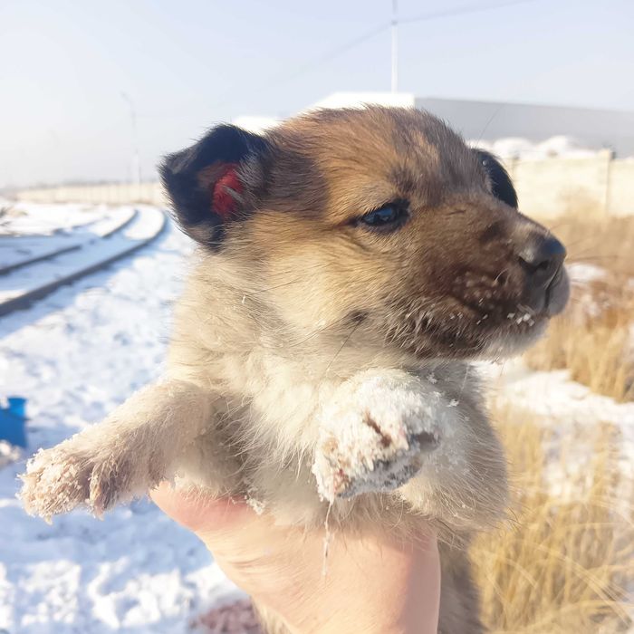 Собаки крыселовы