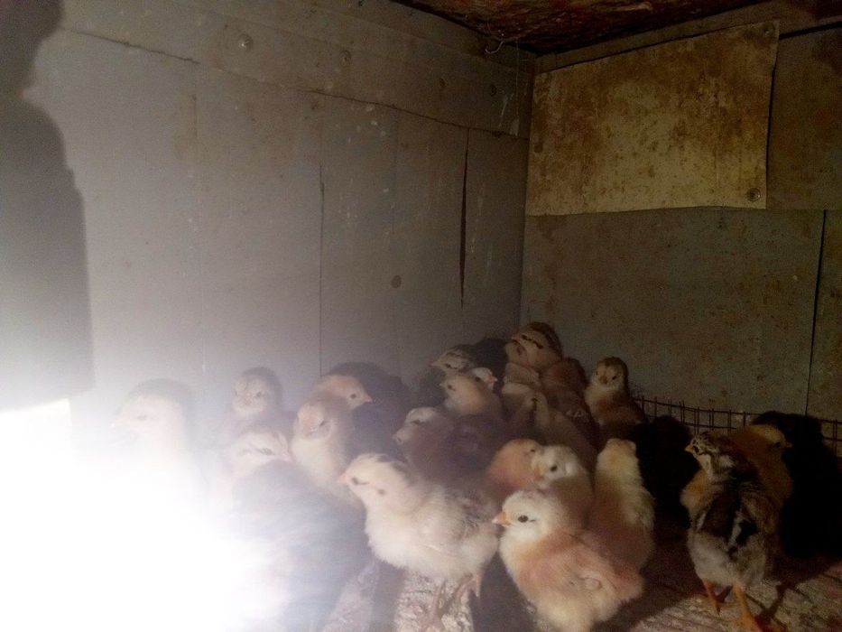 Juja joʻja жужа жужалар