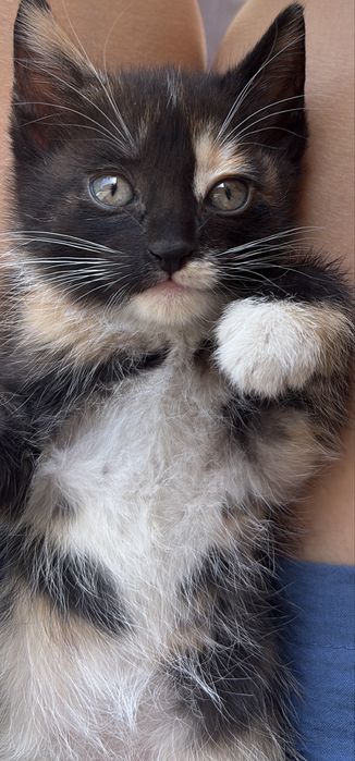 Отдам котят бесплатно