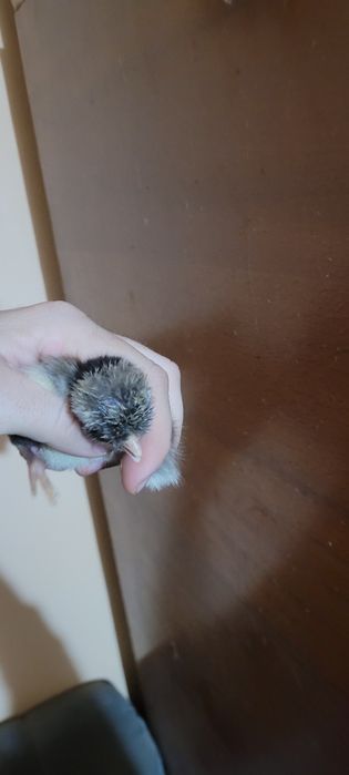 Pui de găină, somborska kaporka, pita pinta,moțati și golaș