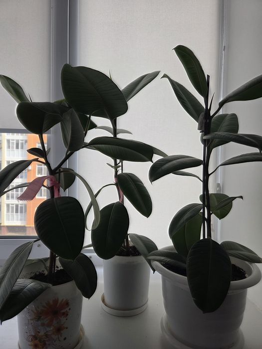 Комнатные цветы  Фикус