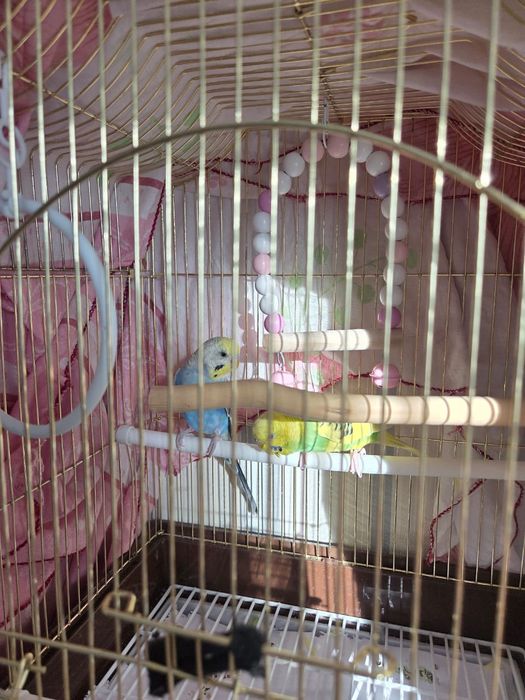 Папугай домашний