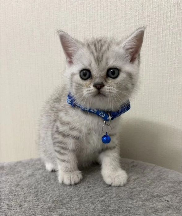 Шикарные шиншиллы котята, 1.5 мес