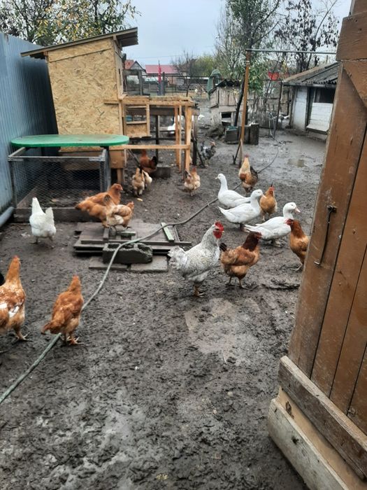 Păsări de curte Cocoși de sămânță și de carne