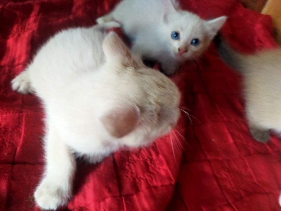 Милые котята ищут дом