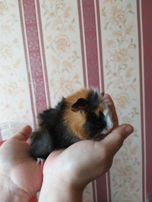 Морские свинки резетчатые