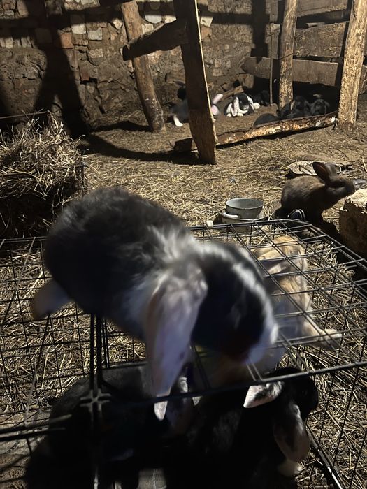 Крольчата француский баран 1месяц