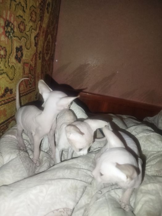 Продаю котят пародистых сфинксов