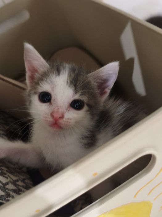 Отдам котят в добрые руки