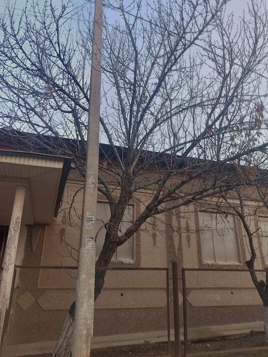 Yongʻoq,Gilos,Nok daraxtlari  sotiladi