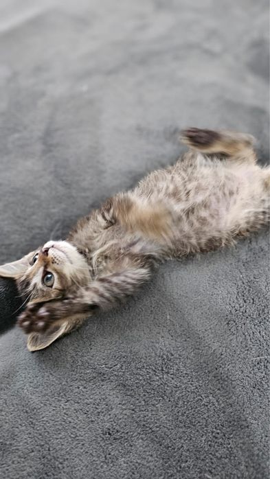Отдаем симпатичных котят в добрые руки