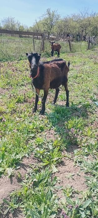 Vând capre tinere  preț  900