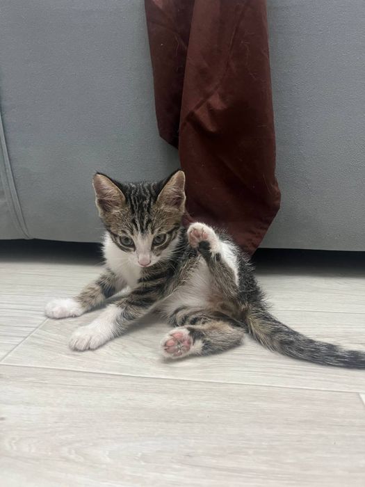 Отдам котенка в добрые руки