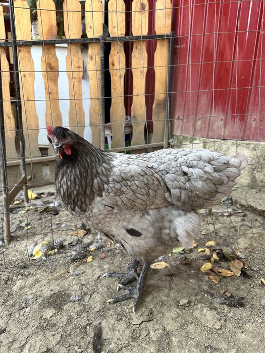 Puicute australorp