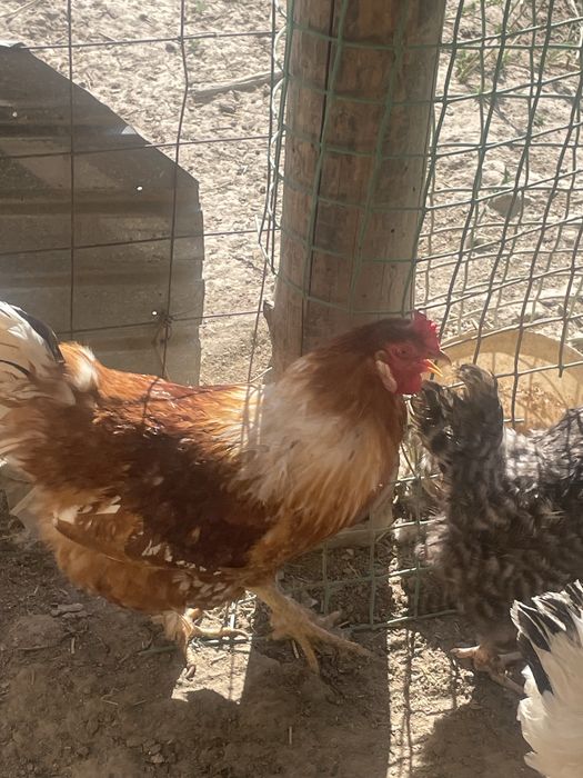 Мекендермен кораздар бар