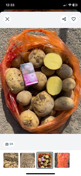 Картофель оптом сорт Ривьера