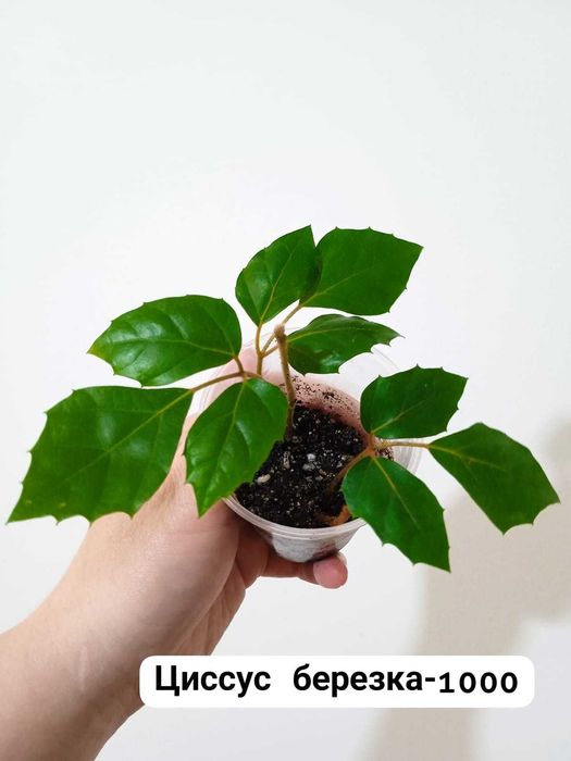 Циссус. Березка. Продам