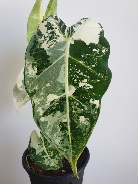 Alokaziya алоказия