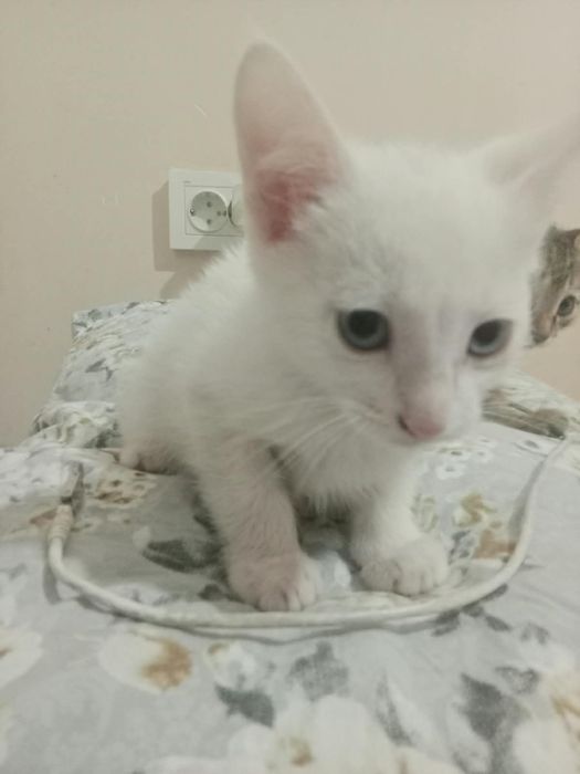 Отдам котят в хорошие руки