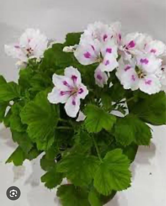 Цветы Комнатные и для сада