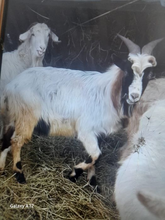 Vând doi țapi tineri