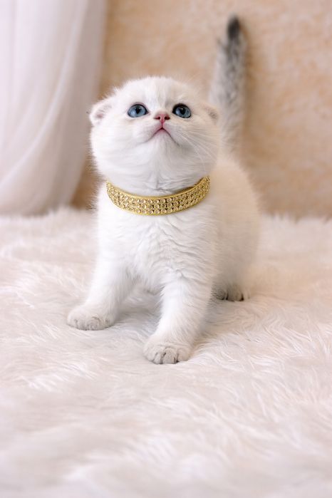 Продаются котята, от правильной вязки