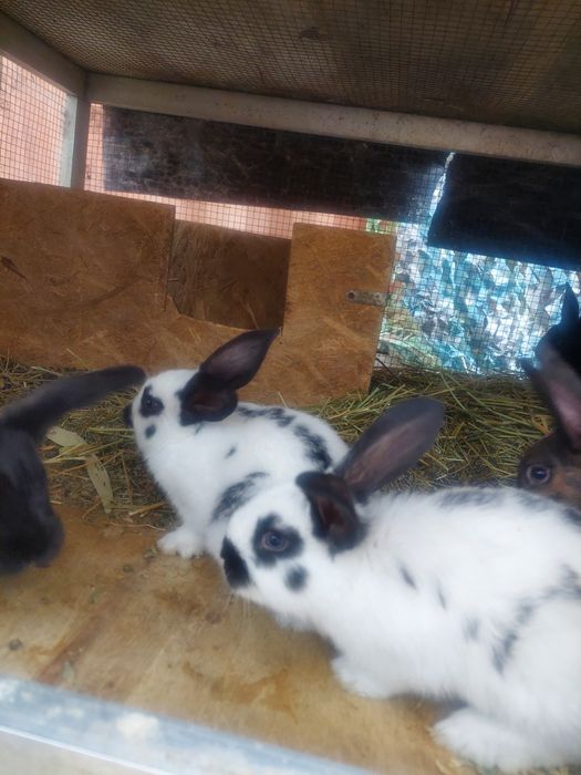 Кролики возраст  1,5 месяцев