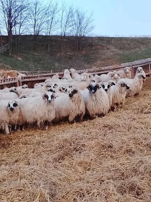 Vând 3 berbeci brezi