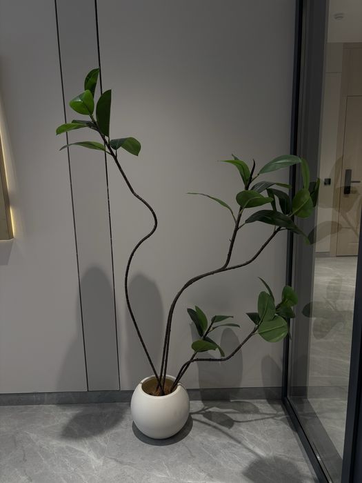 декоративные деревья