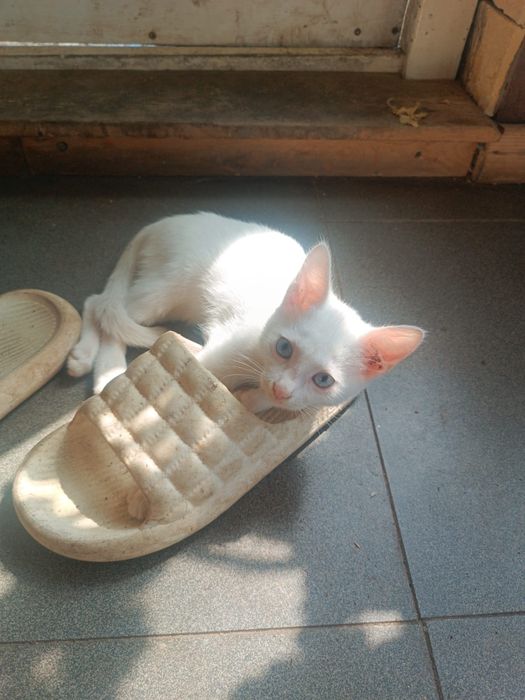 Подарю котят в добрые руки