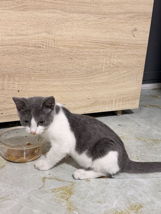 Бесплатный котенок