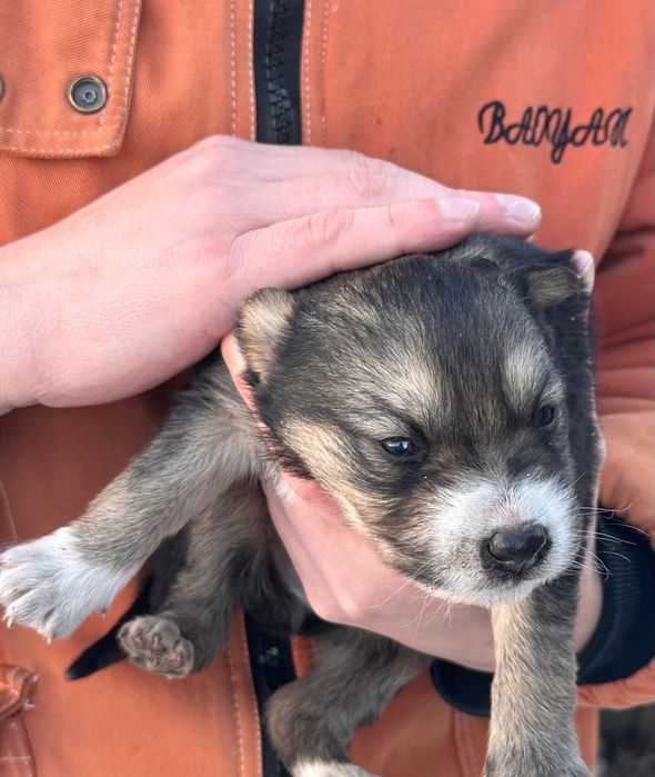 Отдам щенков Дворняжки в ДОБРЫЕ руки