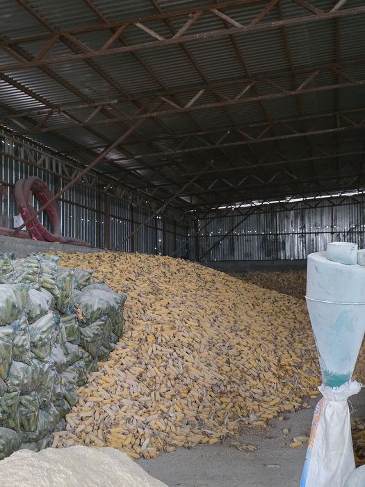 Продам кукурузу в початках, сухой