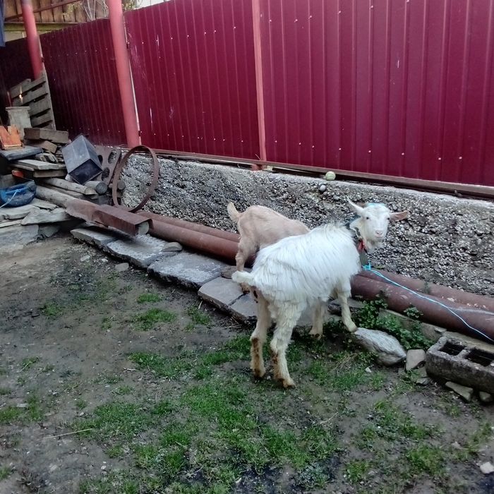 De vânzare!  Căprițe!