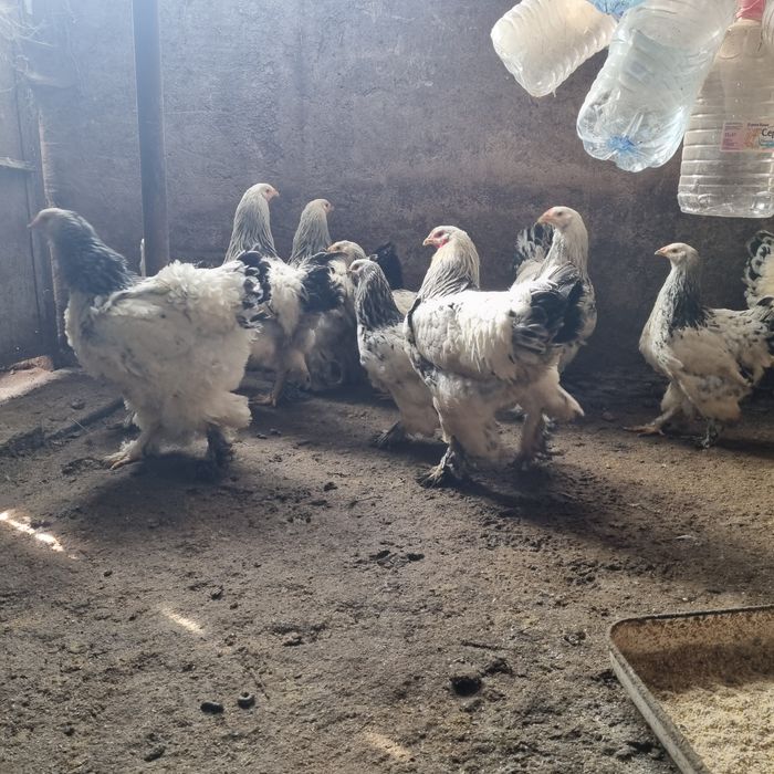 Продавам кокошки БРАМА