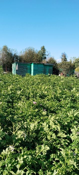 Продам дачный участок