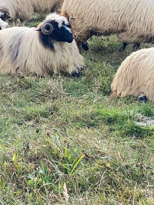 24 bucăți disponibile