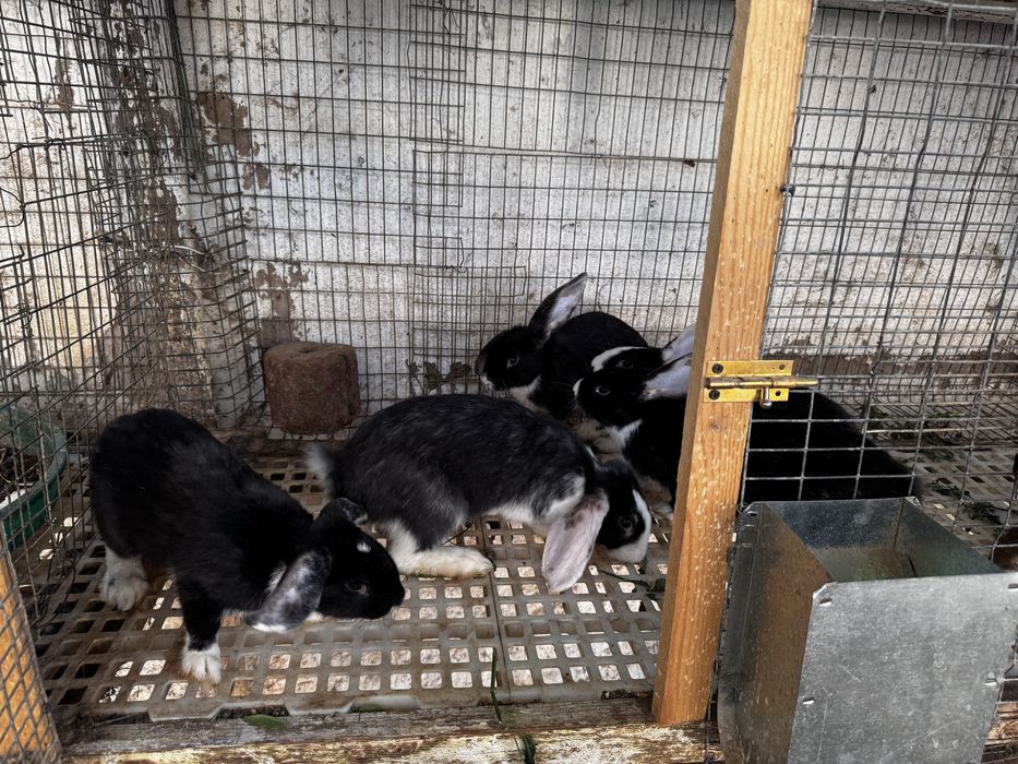 Velikan va Panda zotli quyon bolalari sotiladi — 5 kg gacha o'sadi!