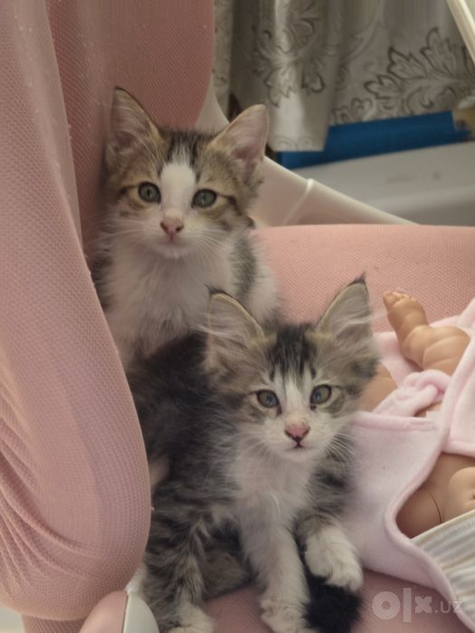 Котята в добрые руки