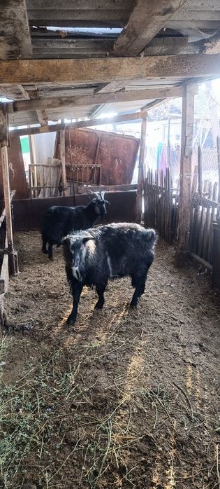 Ешкі теке лақ. Козы козёл козлята