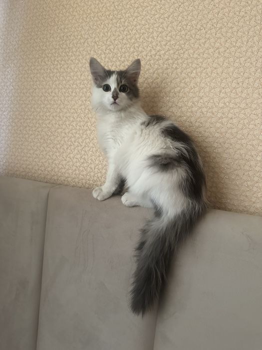 Котятки ищут дом
