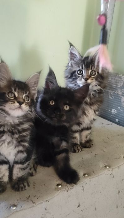 Котята мейн кун продажа.