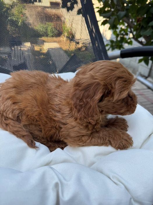 Puddel-Caniche Toy baiat cu carnet